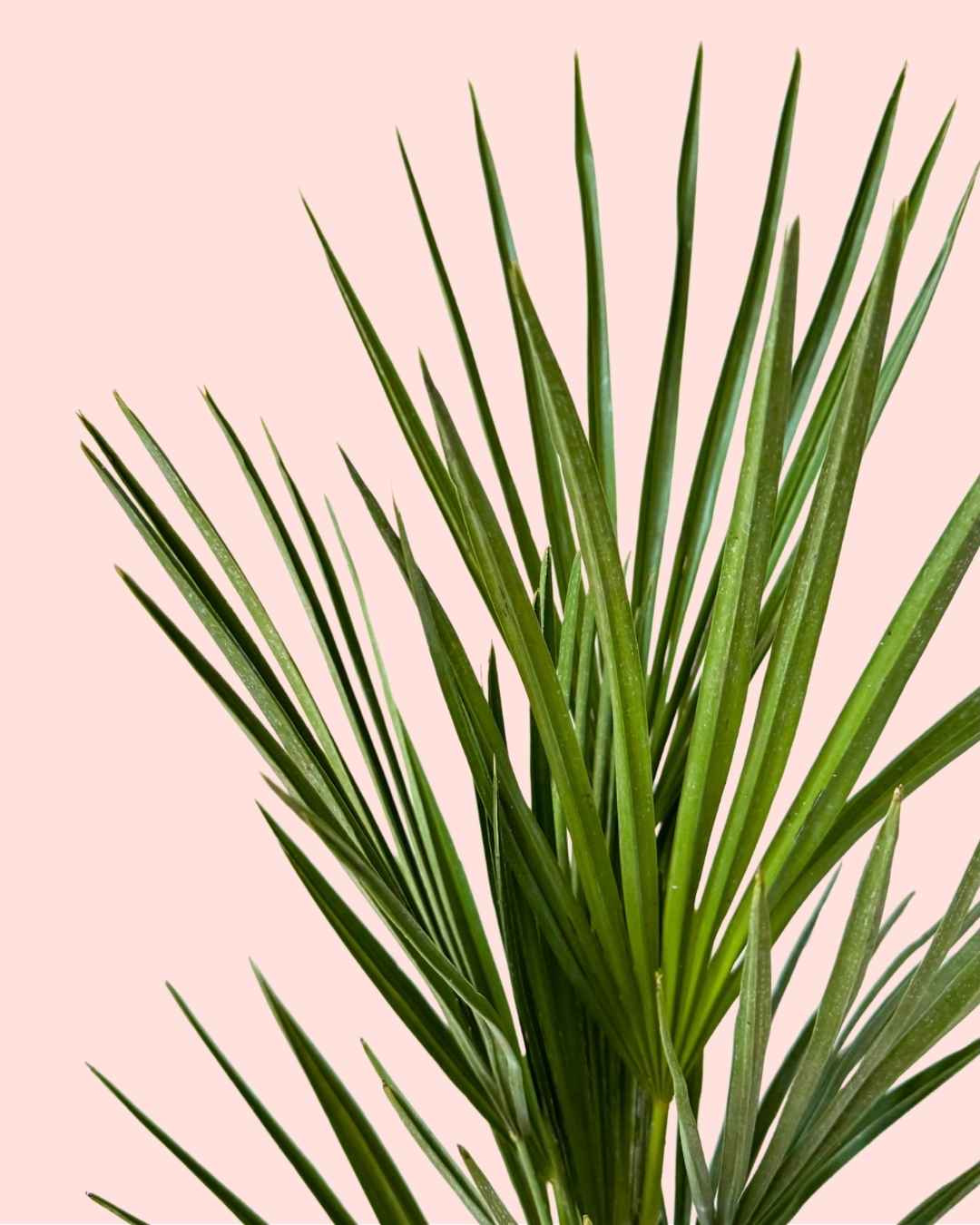 Chamaerops Humilis - Palmera Palmito L