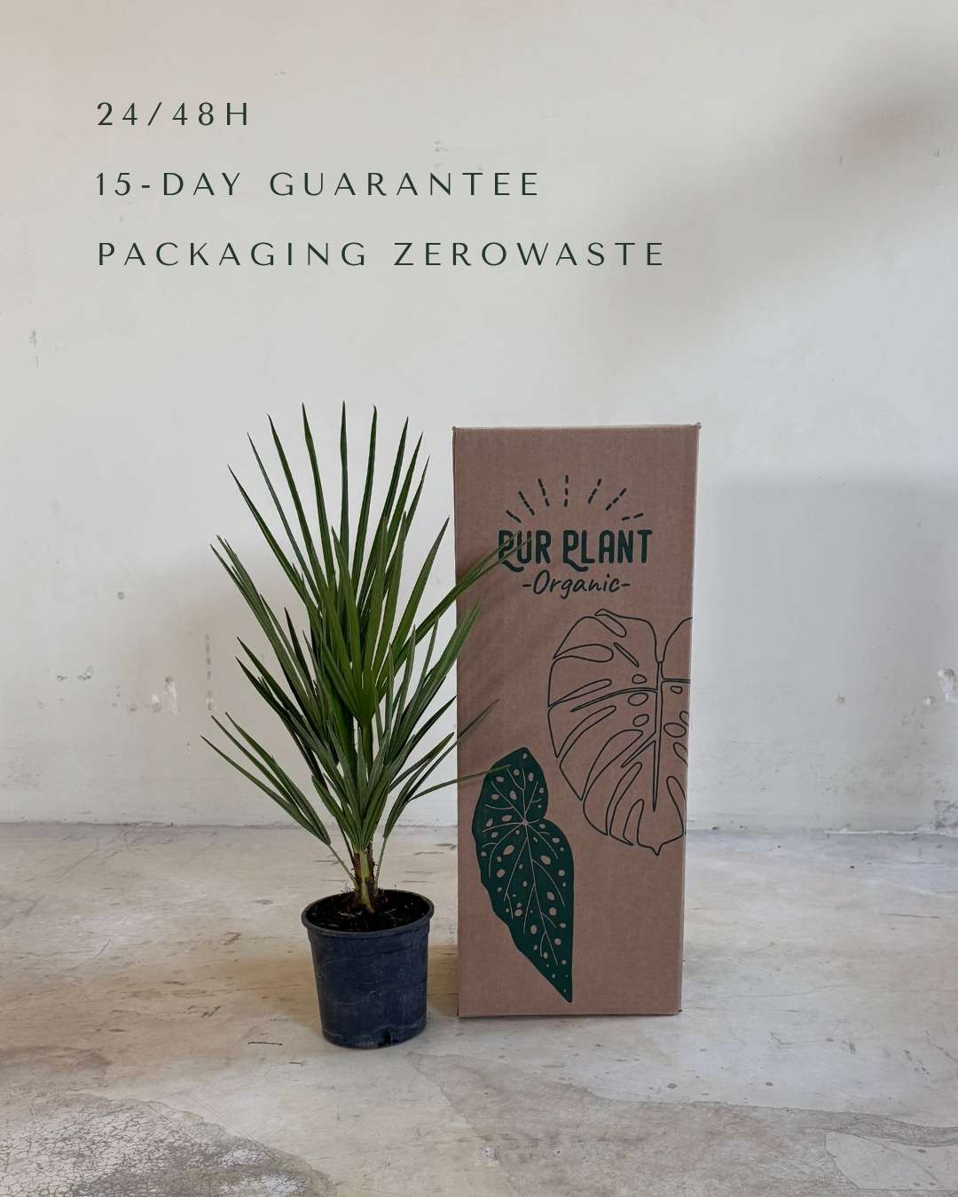 Chamaerops Humilis - Palmera Palmito L