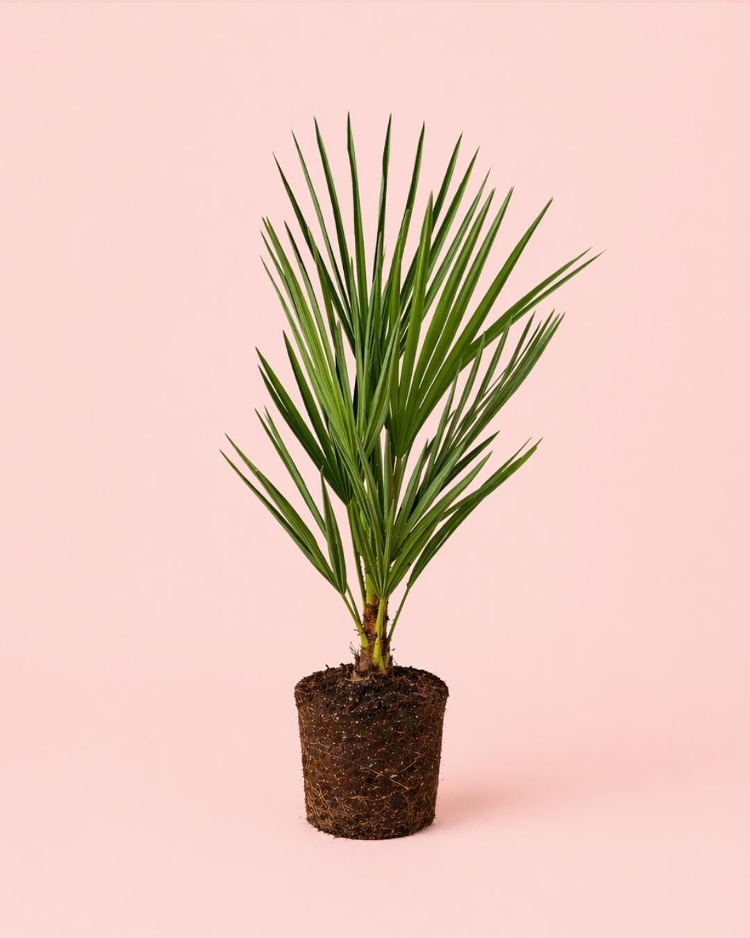 Chamaerops Humilis - Palmera Palmito L