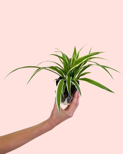 Cinta - Chlorophytum Mini