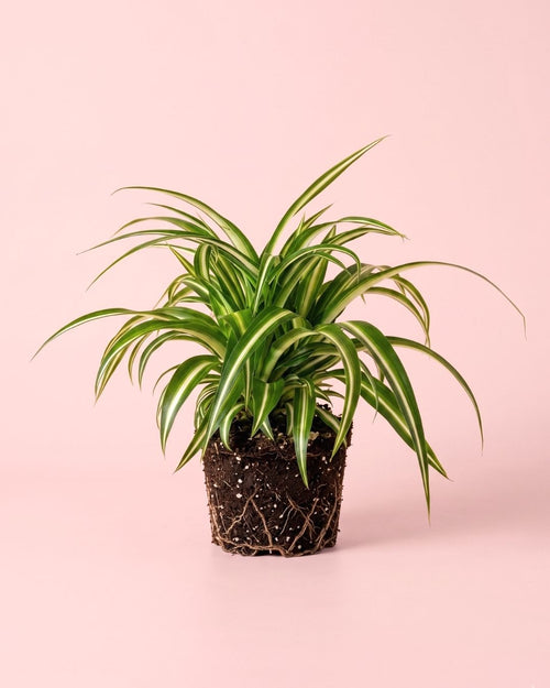 Cinta - Chlorophytum M