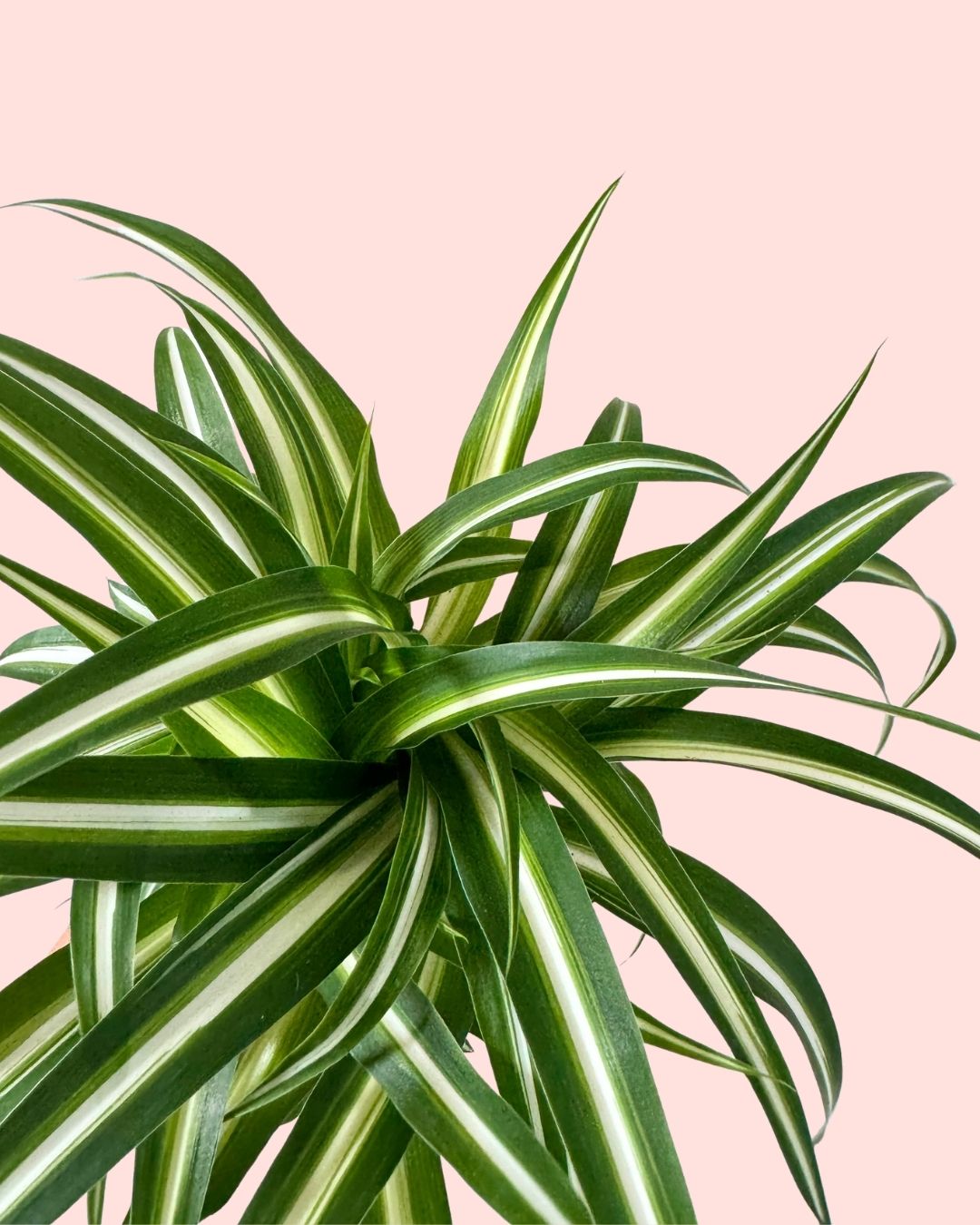 Cinta M - Chlorophytum