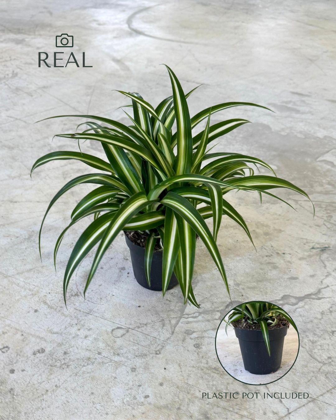 Cinta M - Chlorophytum