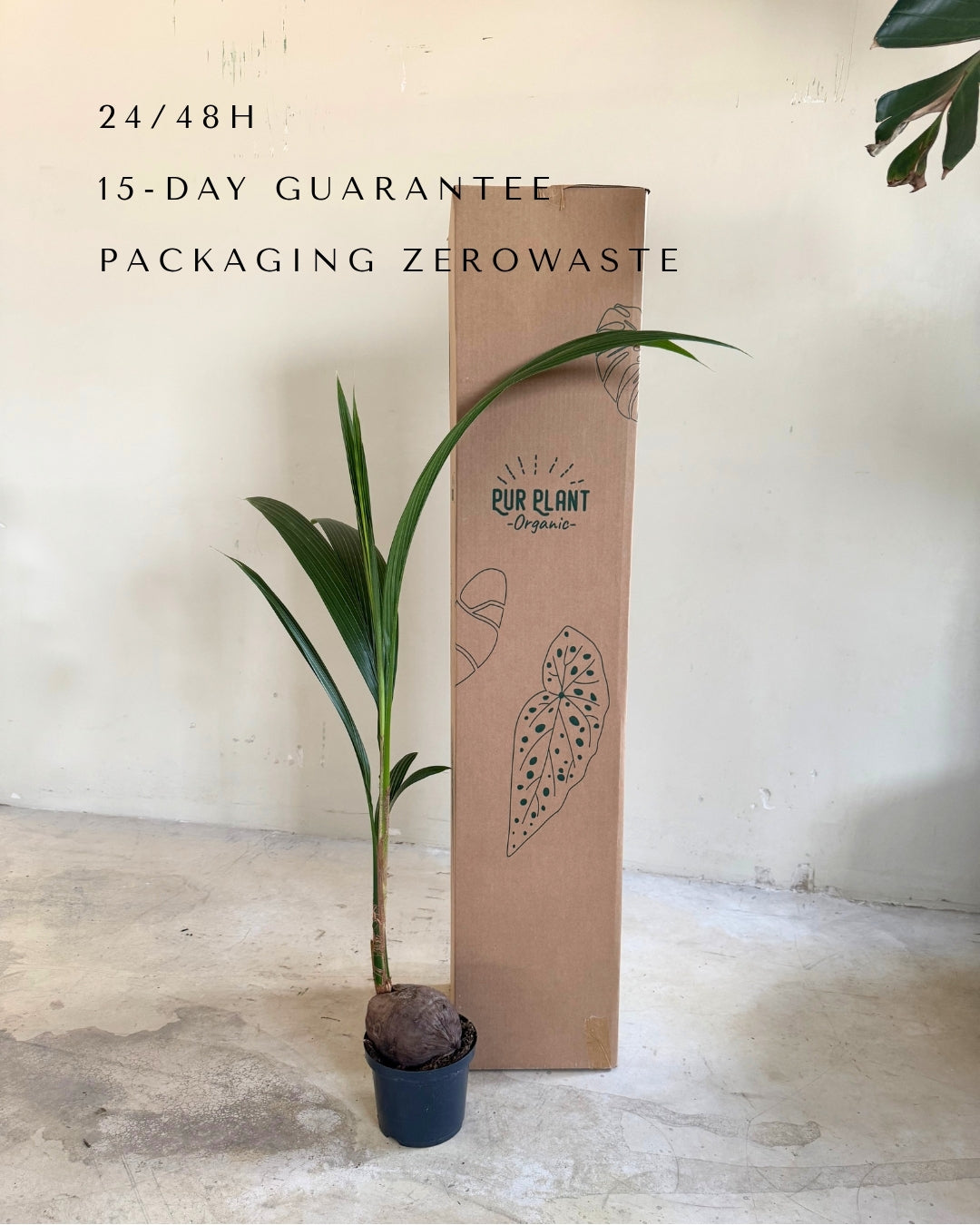 Coco Nucifera XL packaging