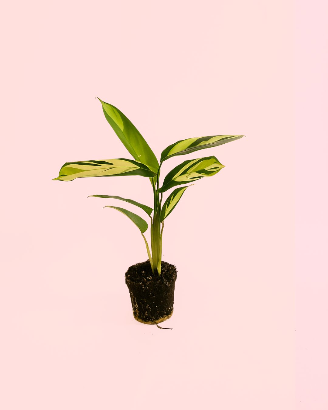 Ctenanthae-Pilosa-mini