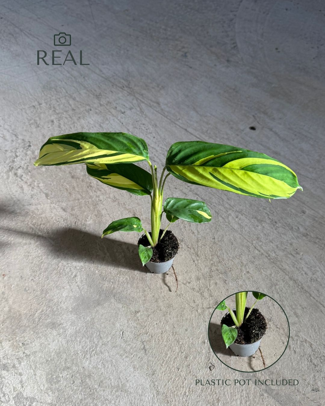Ctenanthe pilosa Golden Mosaic real