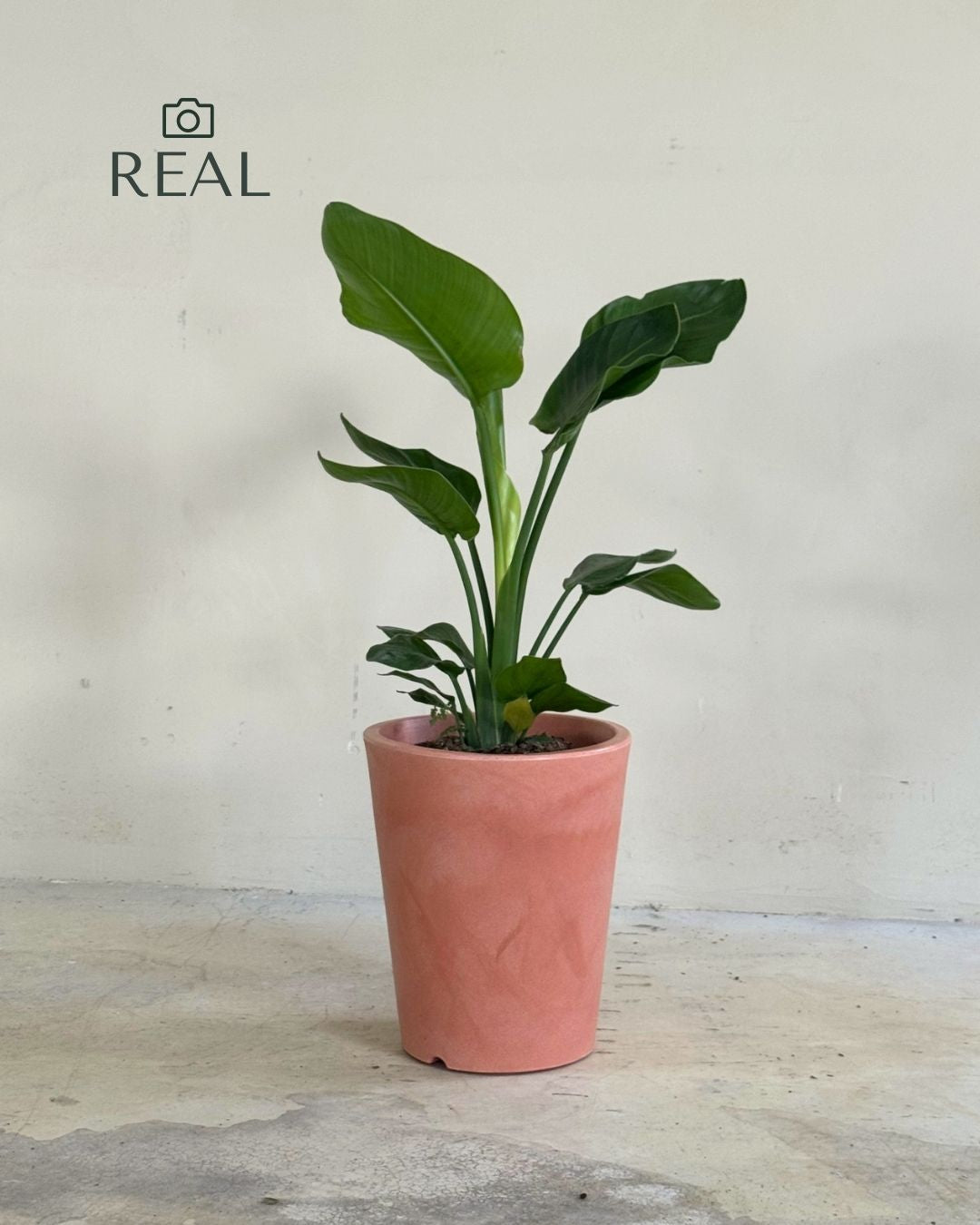 Cubo - Macetero Terracota XL 33 cm