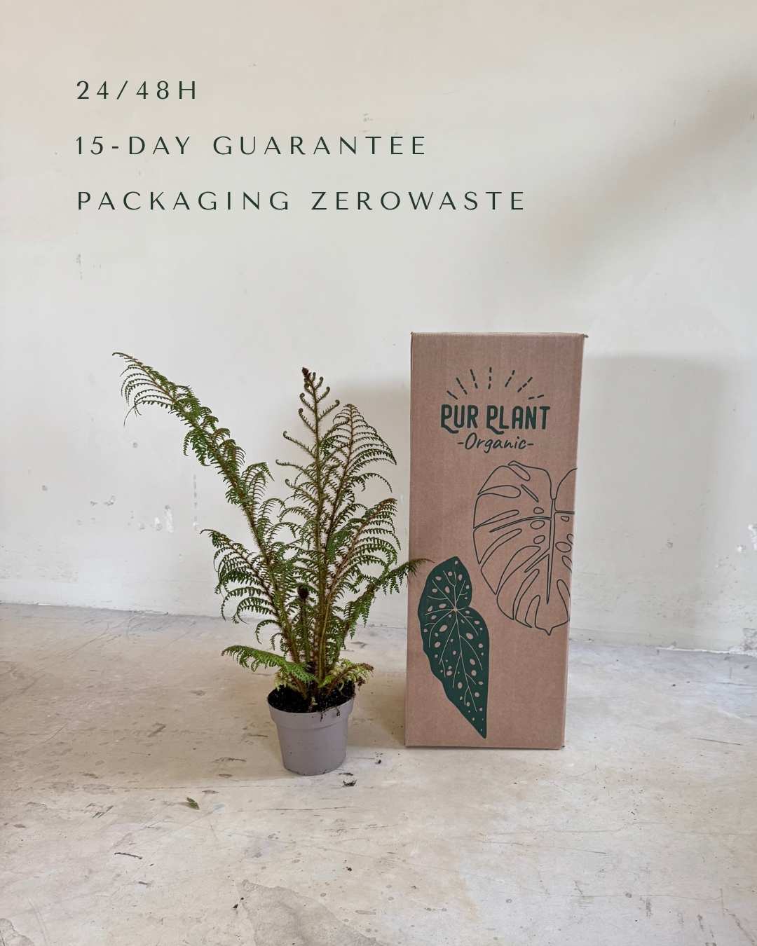 Helecho Arborescente - Cyathea tomentosissima M