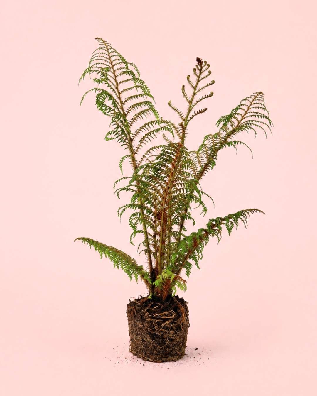 Helecho Arborescente - Cyathea tomentosissima M