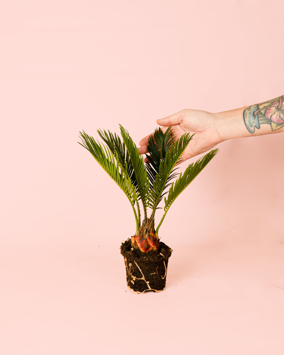 Cyca Revoluta Mini mano