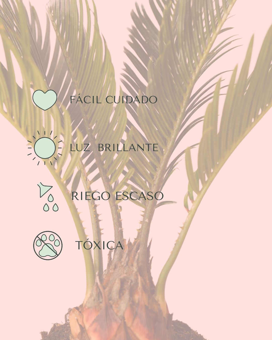 Cyca-revoluta-cuidados