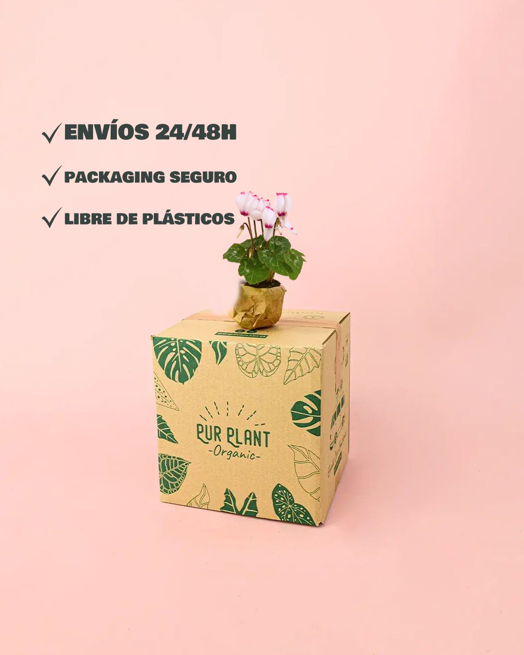 Cyclamen-Victoria-Blanco-y-Rosa-Mini-packaging