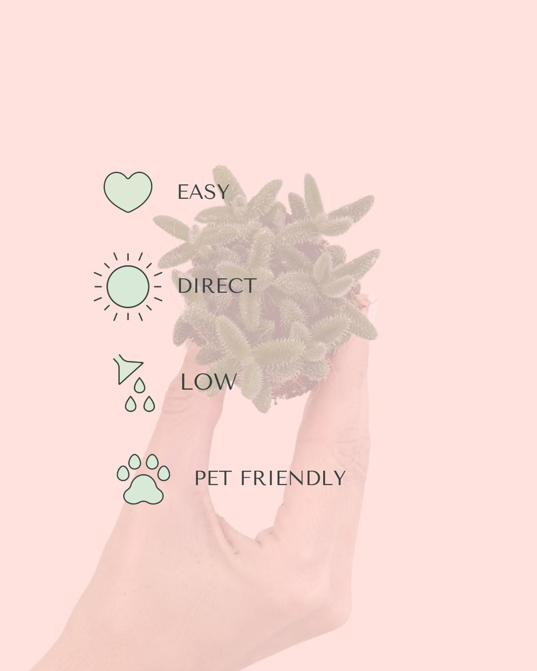 Delosperma-Echinatum-care