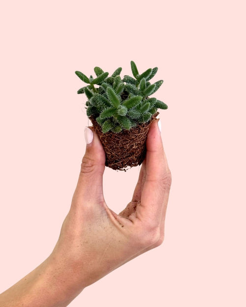 Delosperma Echinatum Mini