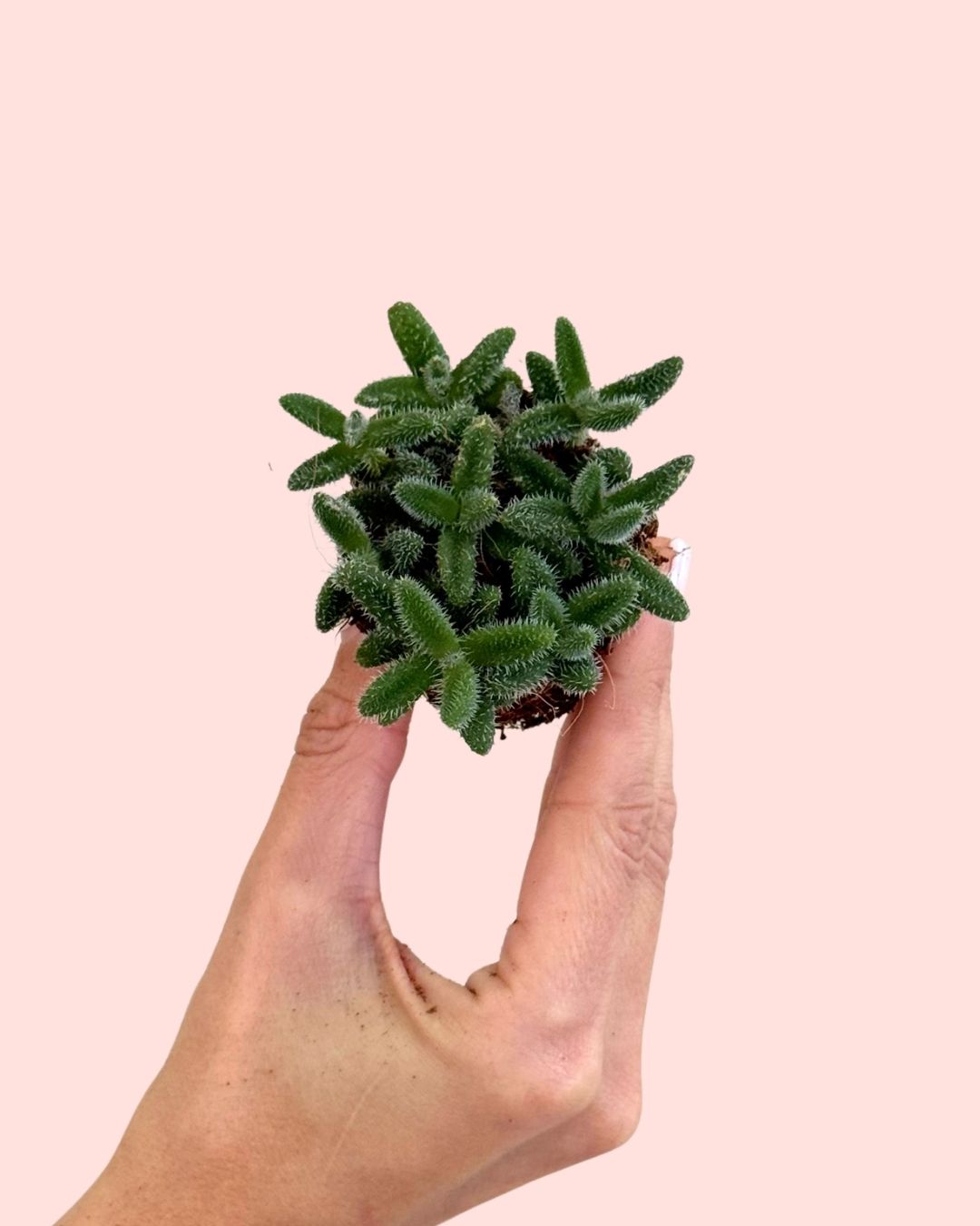 Delosperma Echinatum Mini