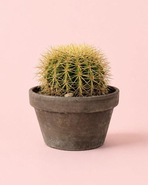Cactus Asiento de Suegra - Echinocactus Grusonii L