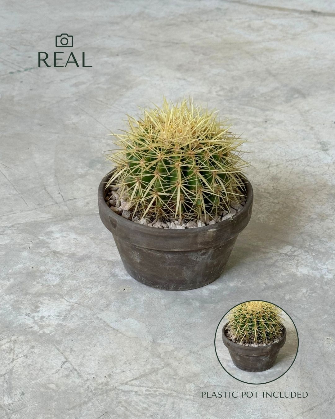 Cactus Asiento de Suegra real