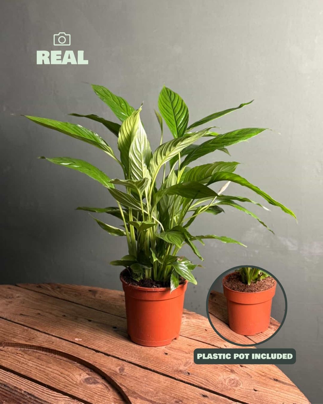 Espatifilo-Lirio-de-La-Paz-real