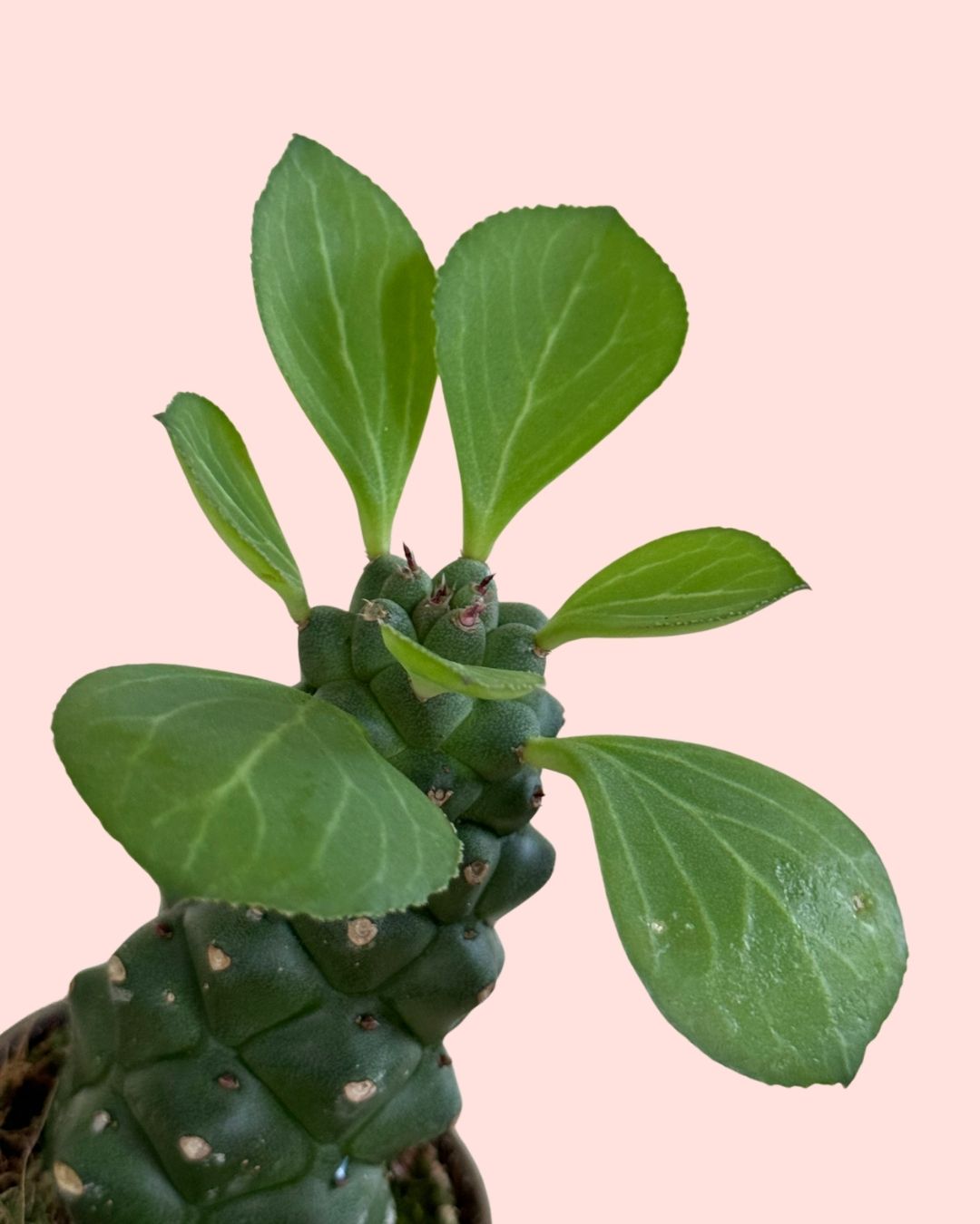 Euphorbia-Monadenium-detail