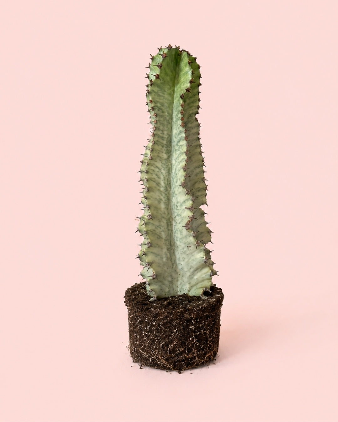 Euphorbia Cactus Variegado M
