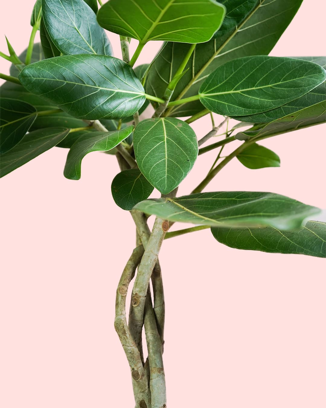 Ficus Benghalensis Audrey Trenzado hoja