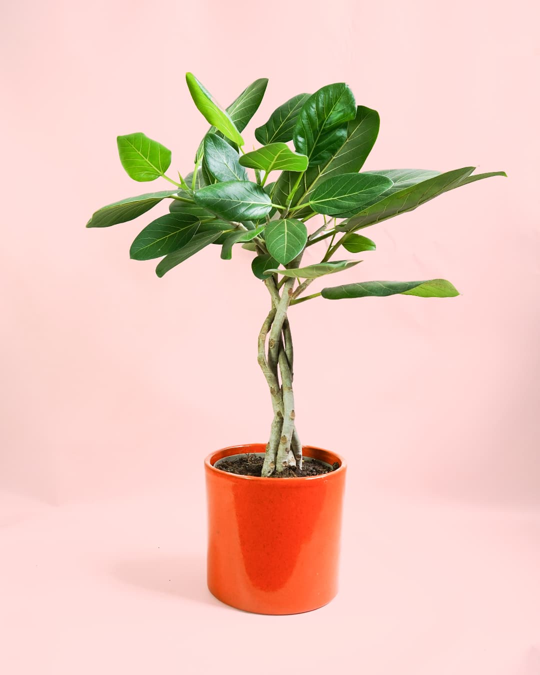 Ficus Benghalensis Audrey Trenzado maceta