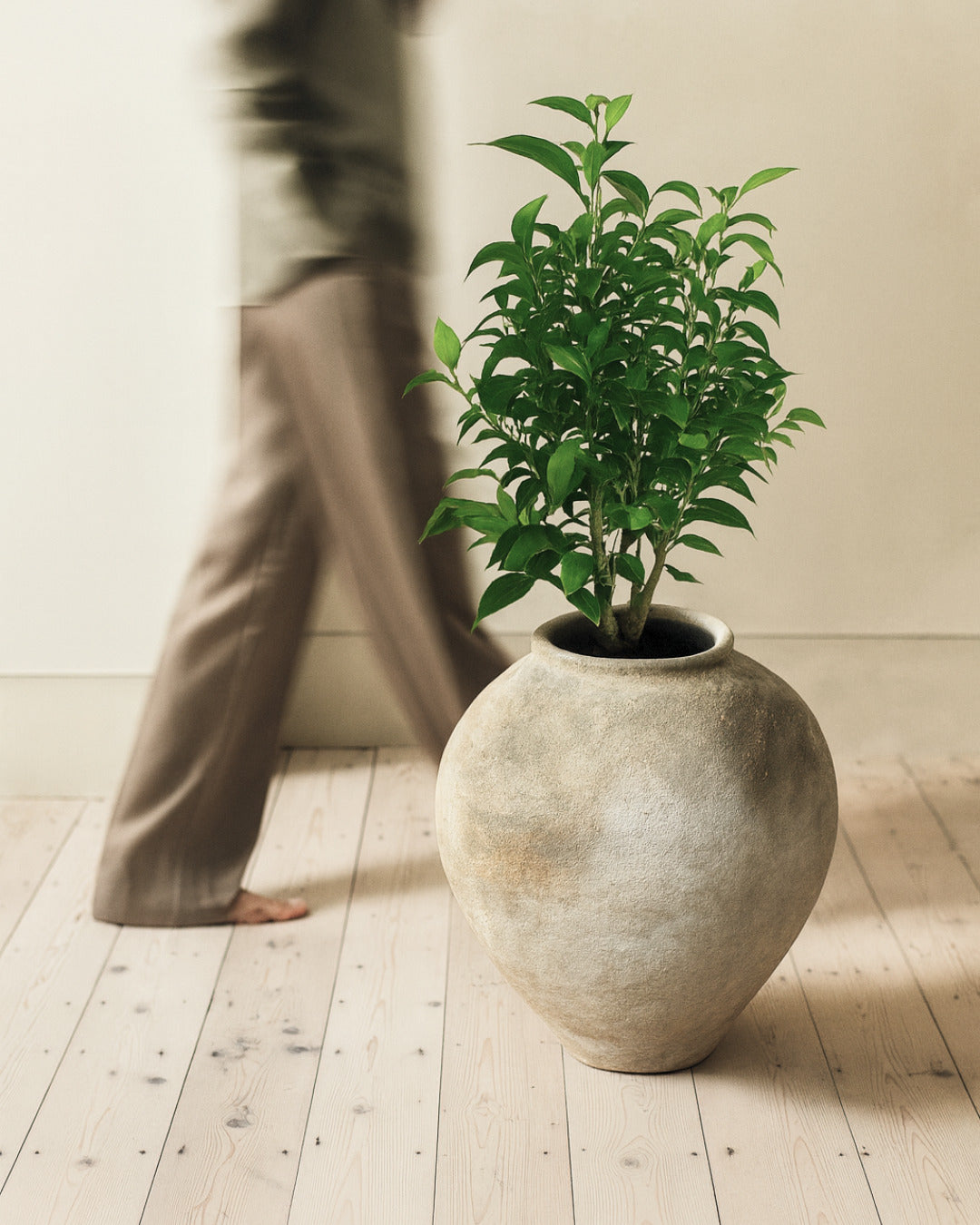 Ficus Benj Natasja - Contexto