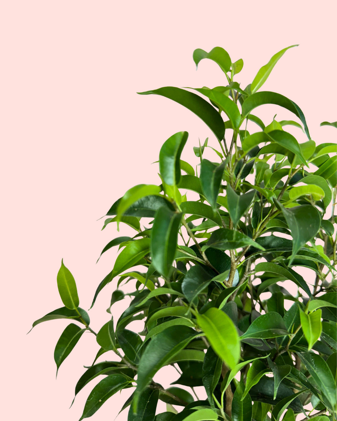 Ficus Benj Natasja-detalle