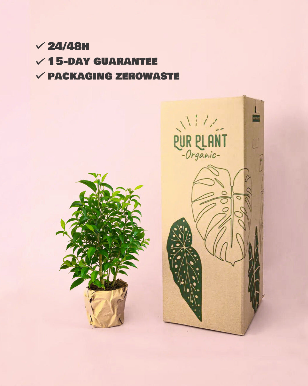 Ficus Benj Natasja-packaging