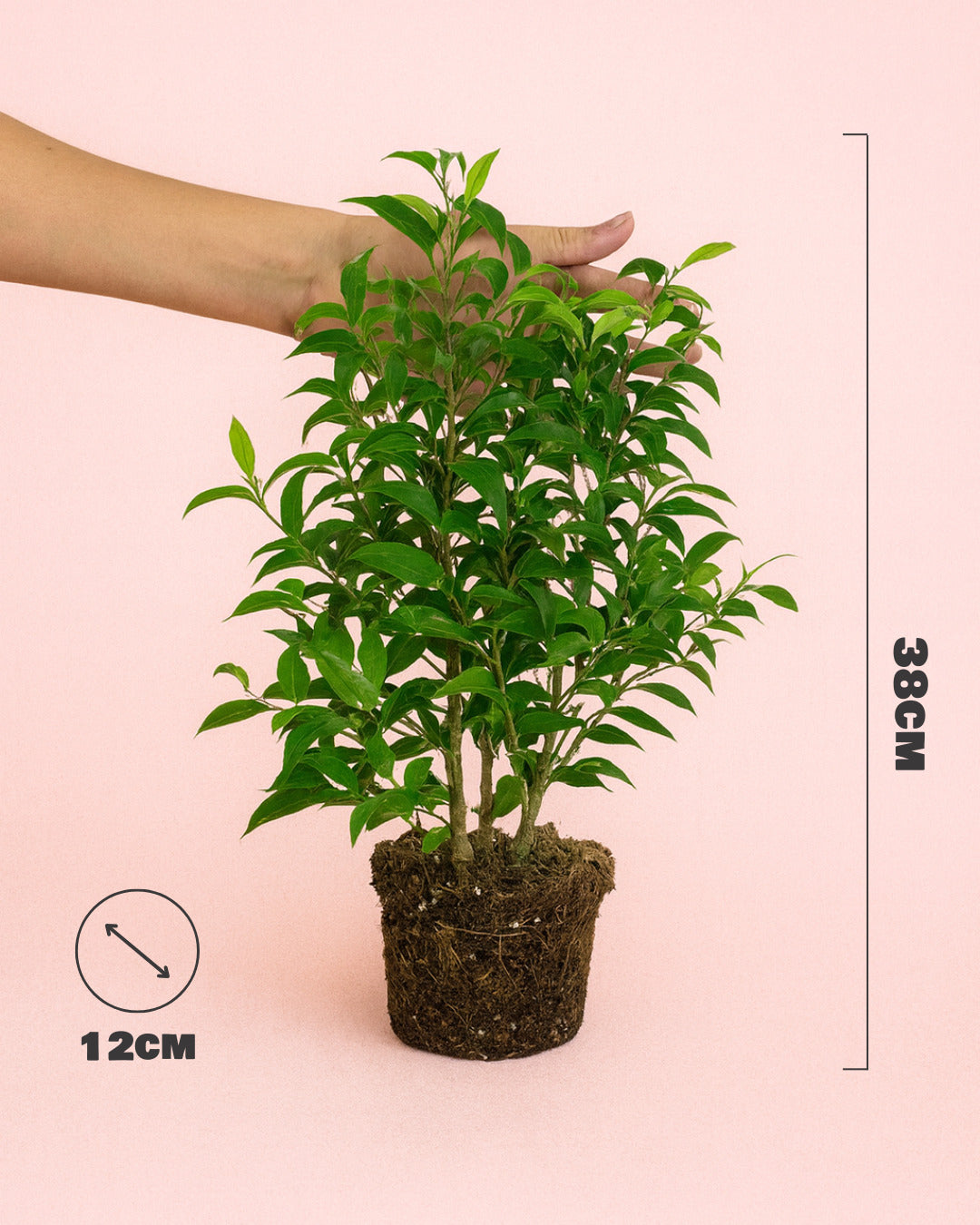 Ficus Benj Natasja-size