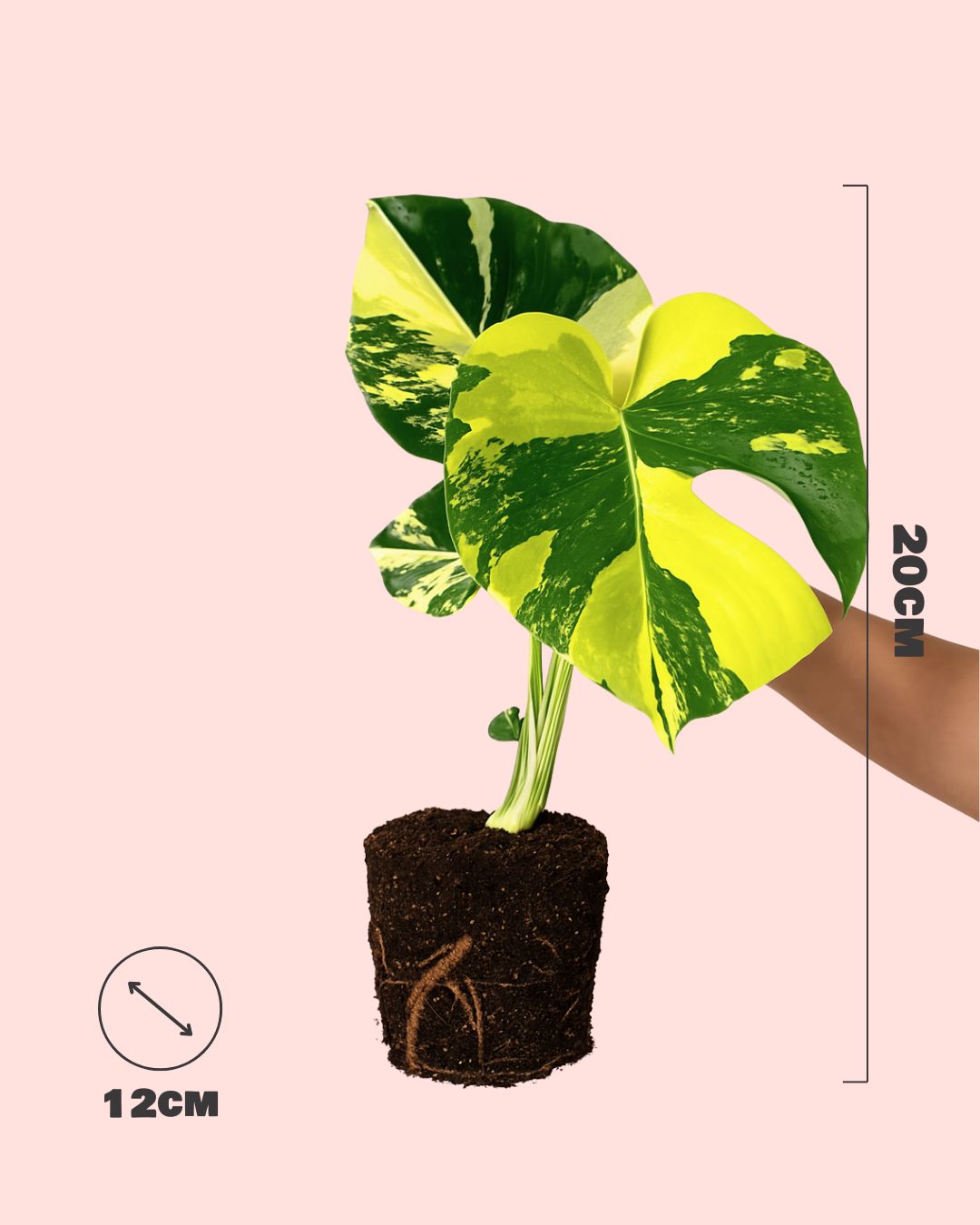 monstera aurea m size