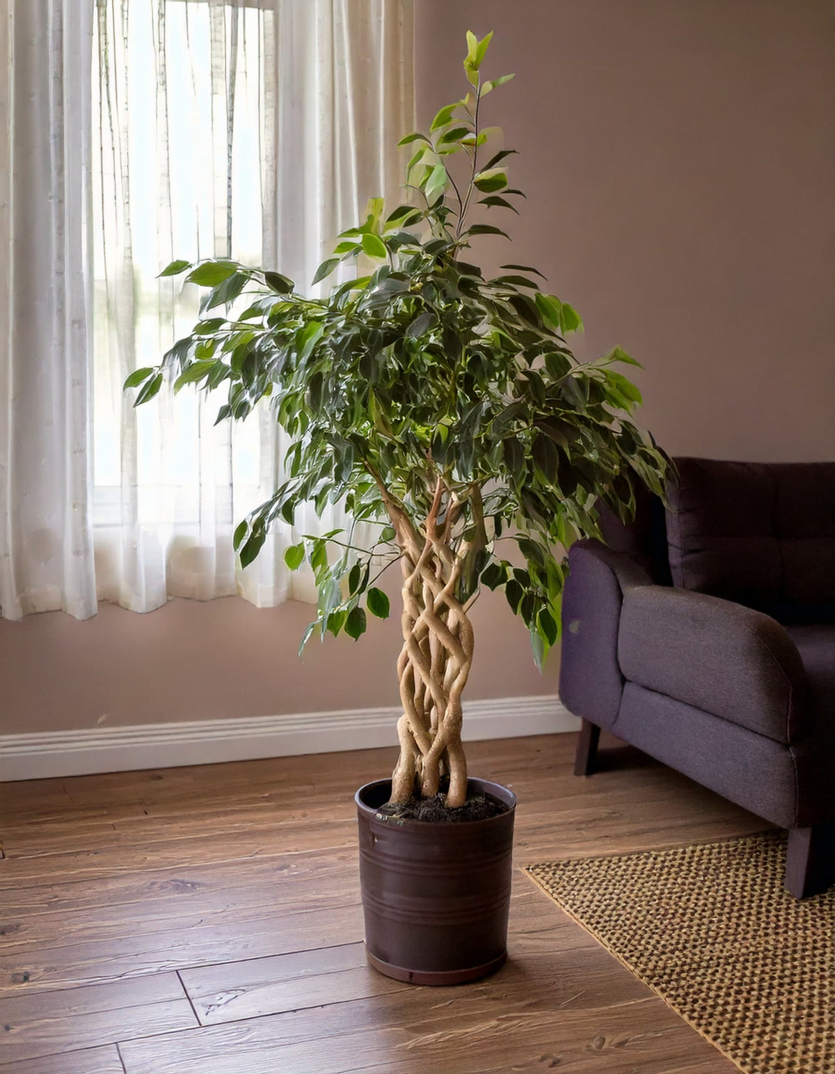 Ficus Benjamin Exótica Trenzado -contexto
