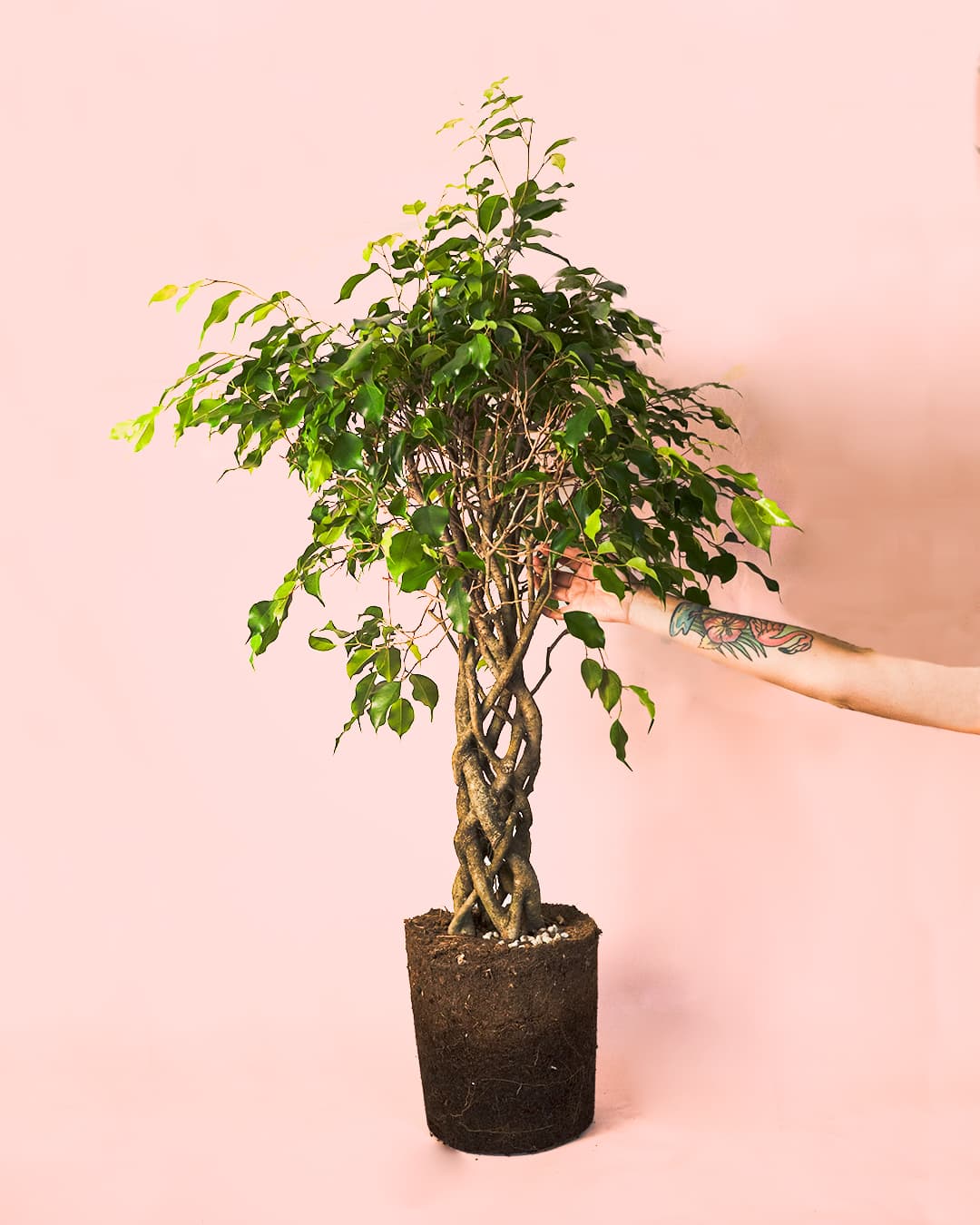 Ficus Benjamin Exótica Trenzado mano