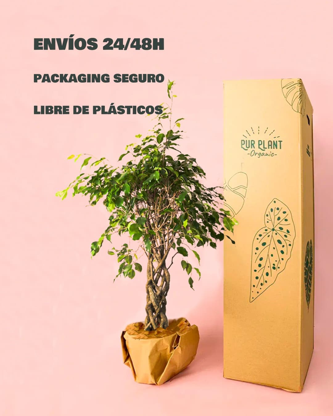 Ficus Benjamin Exótica Trenzado -packaging