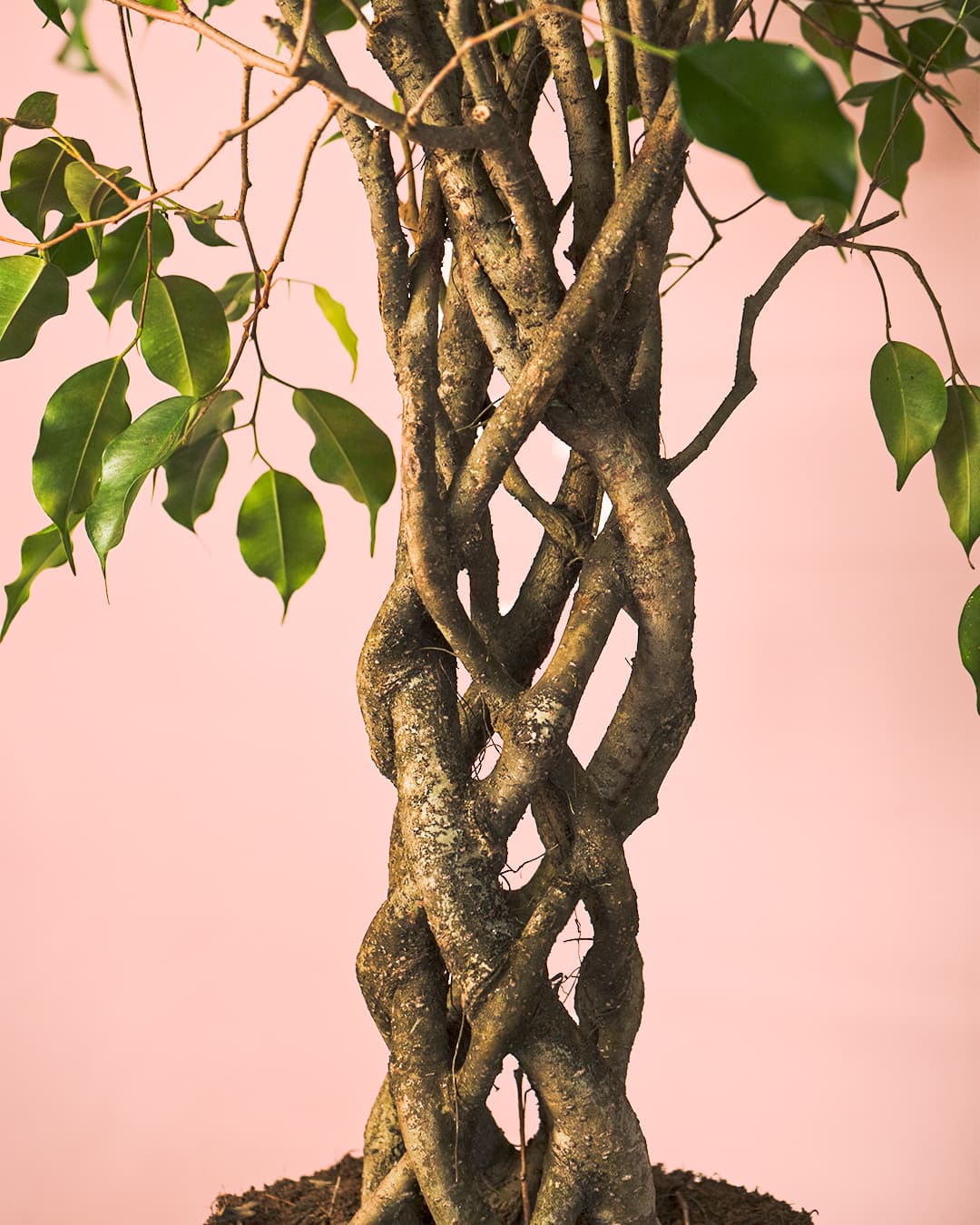 Ficus Benjamin Exótica Trenzado tronco