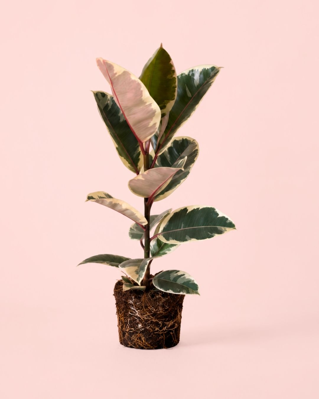 Planta Ficus Tineke en maceta tamaño grande.