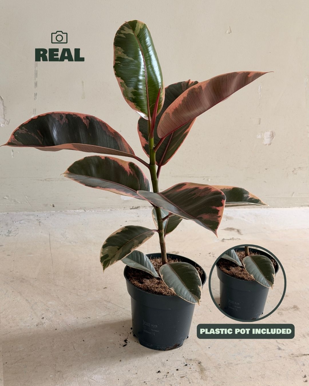 Foto real del Ficus Elástica Belize M