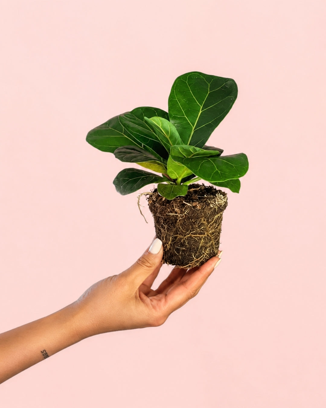 Ficus Lyrata Mini