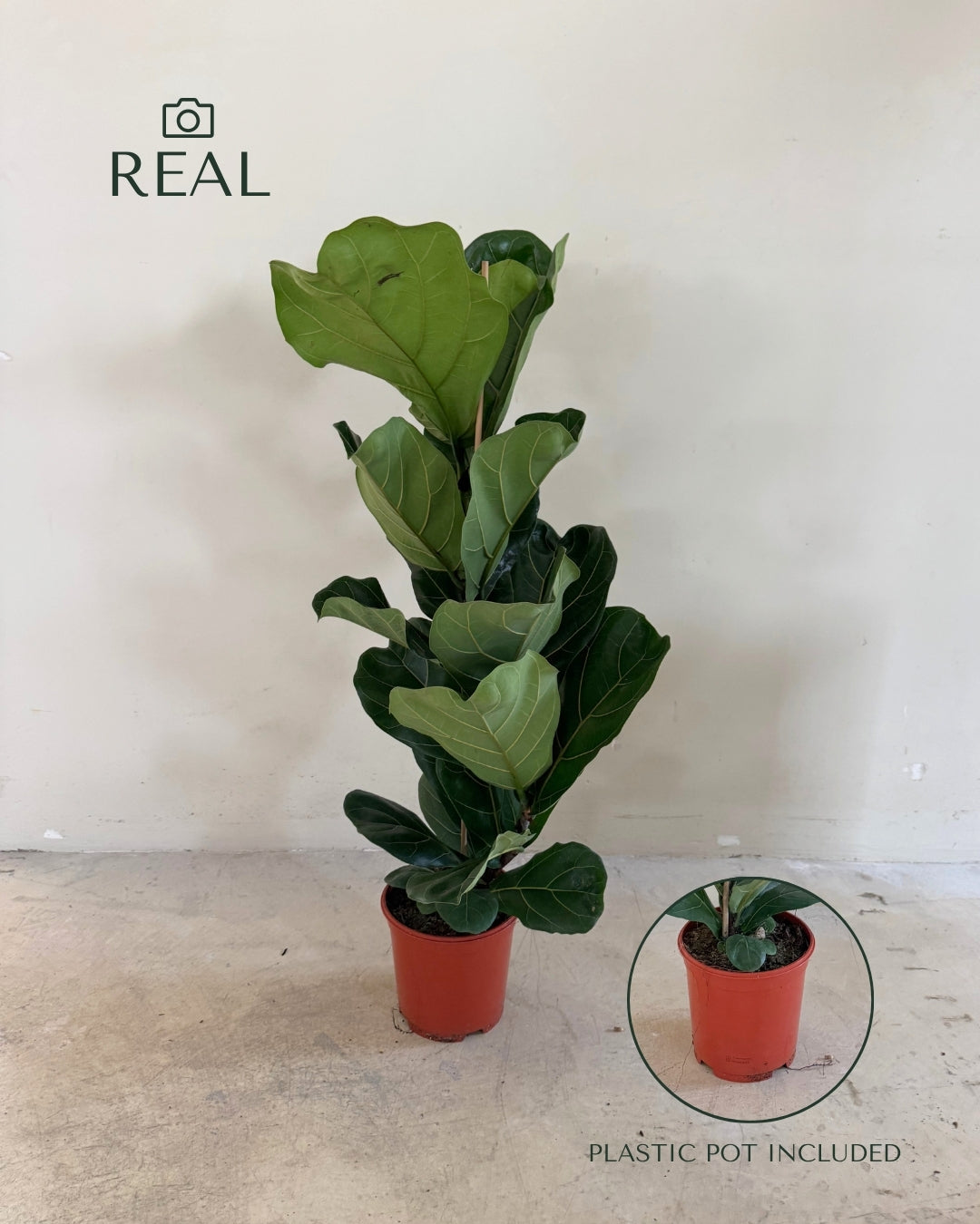Ficus Lyrata XL real