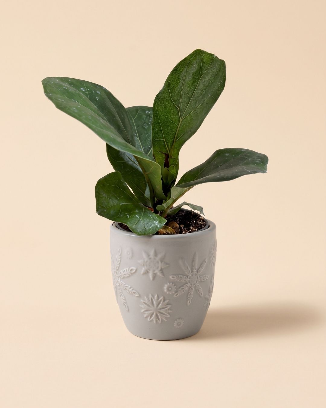 Mini maceta de cerámica gris Frozen con una planta