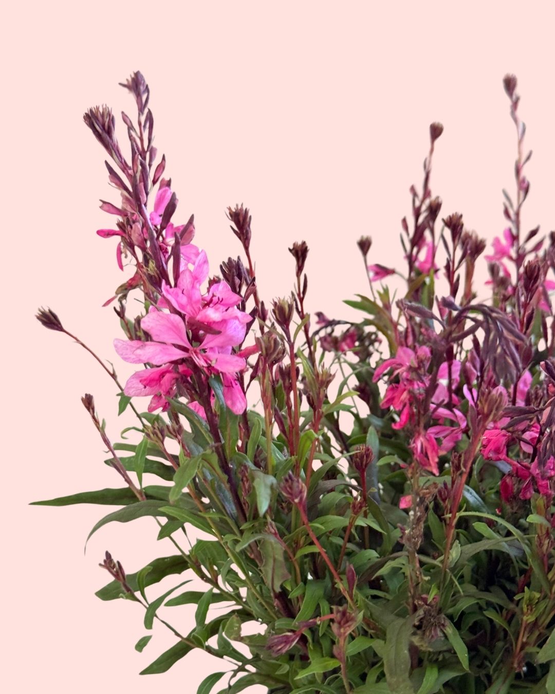 Gaura Rosa M