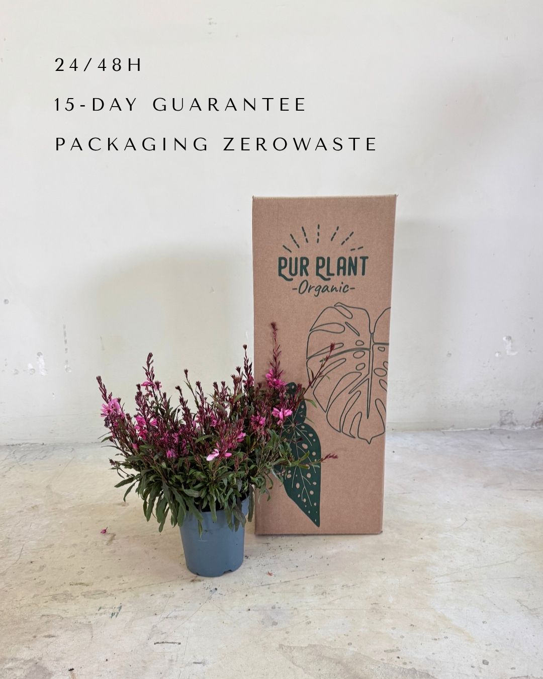 Gaura Rosa M
