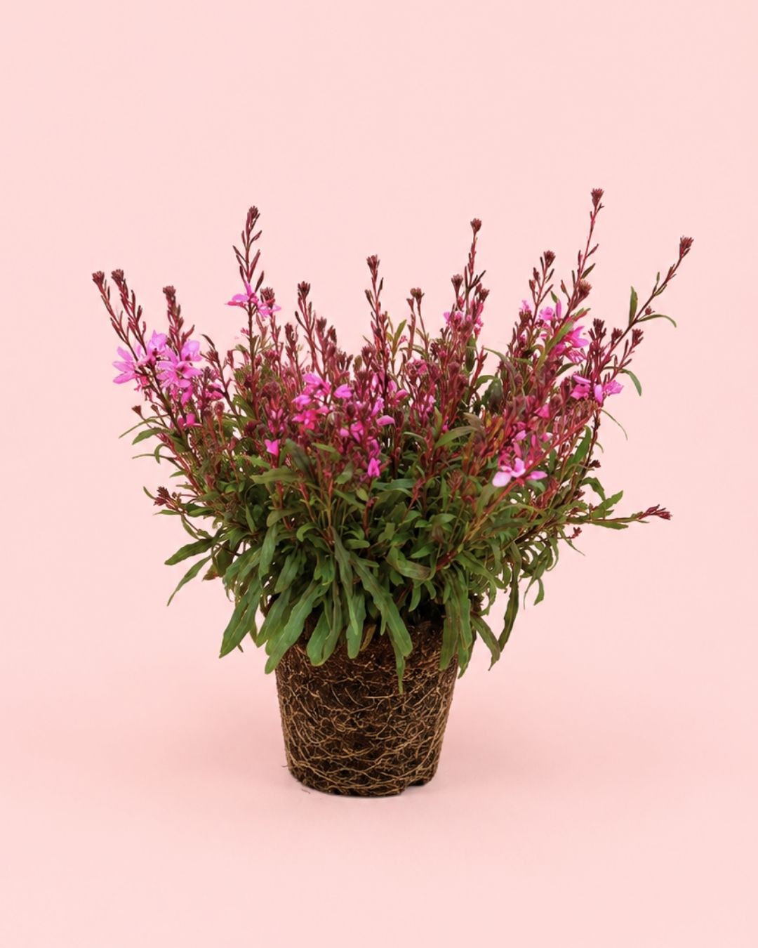Gaura Rosa M