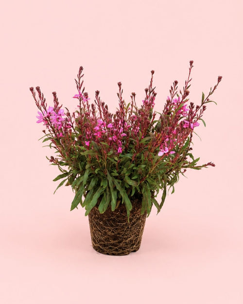 Gaura Rosa M
