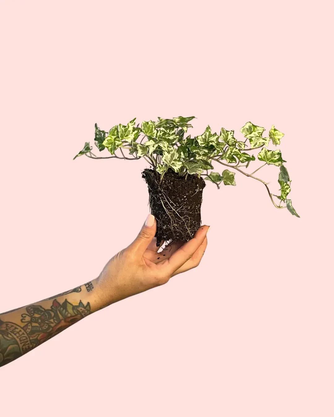 Hedera-Helix-Mix-Mini