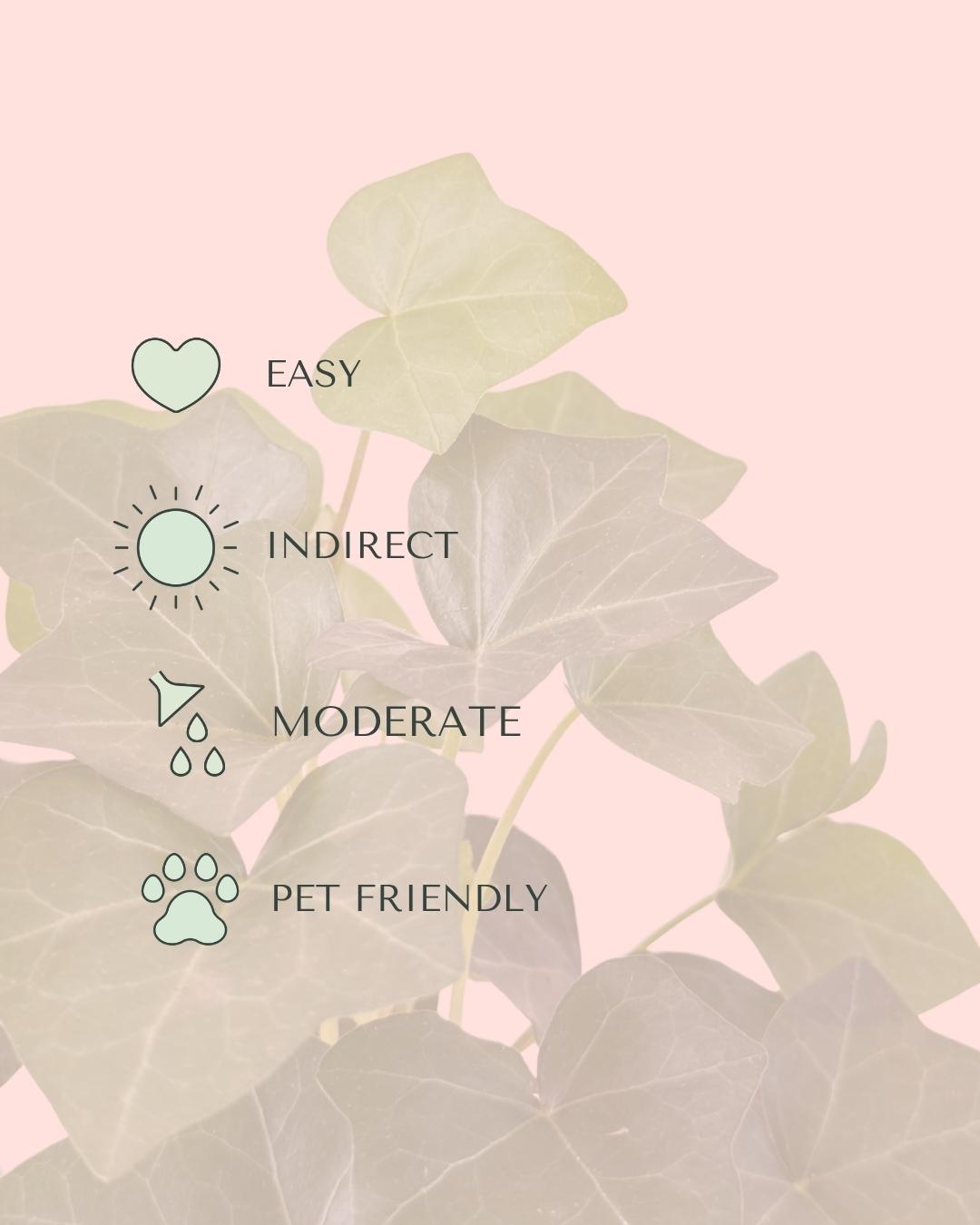 Hedera Hibernica - Hiedra Mini