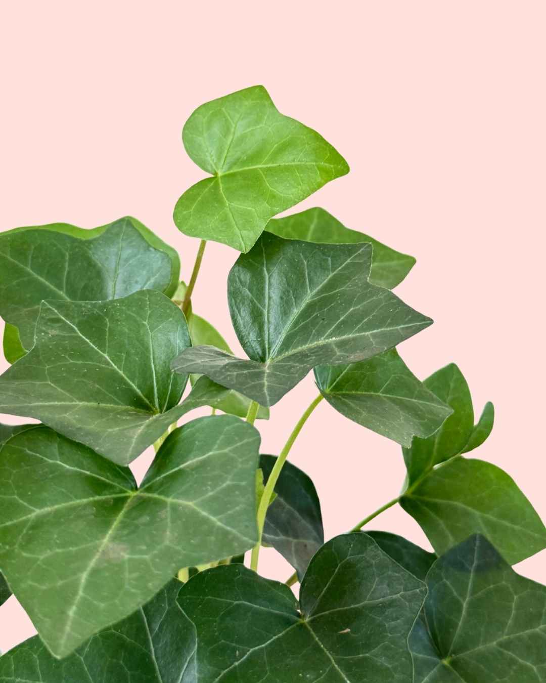 Hedera Hibernica - Hiedra Mini