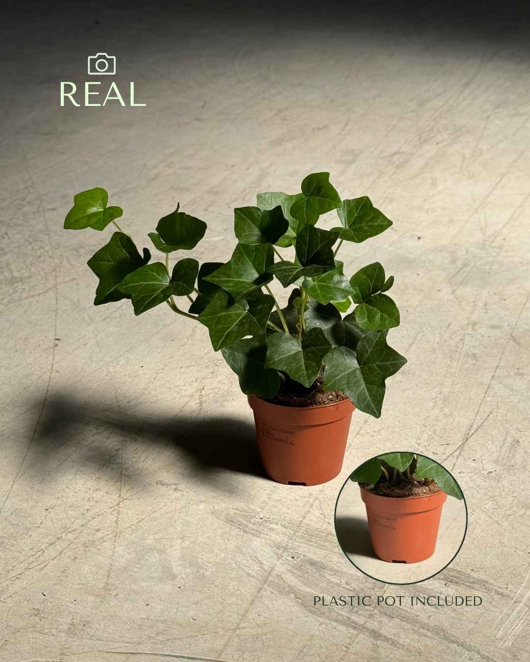 Hedera Hibernica - Hiedra Mini