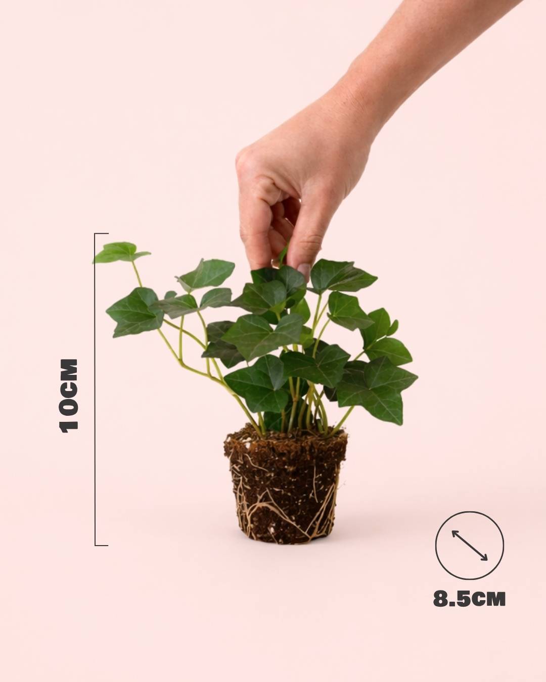 Hedera Hibernica - Hiedra Mini