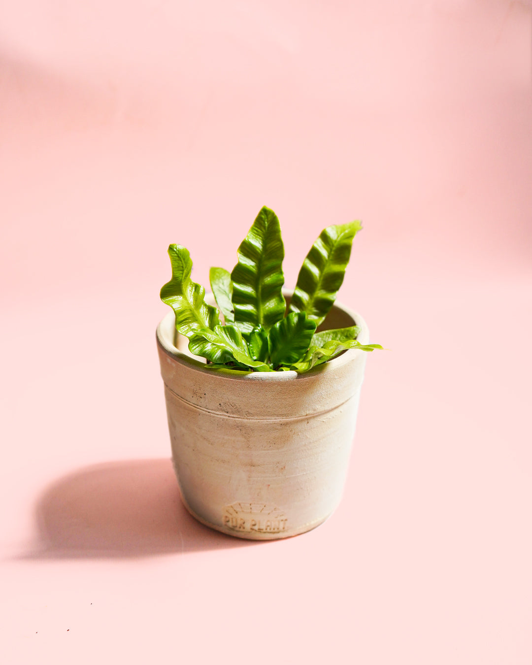 Helecho Asplenium Crispy Wave maceta